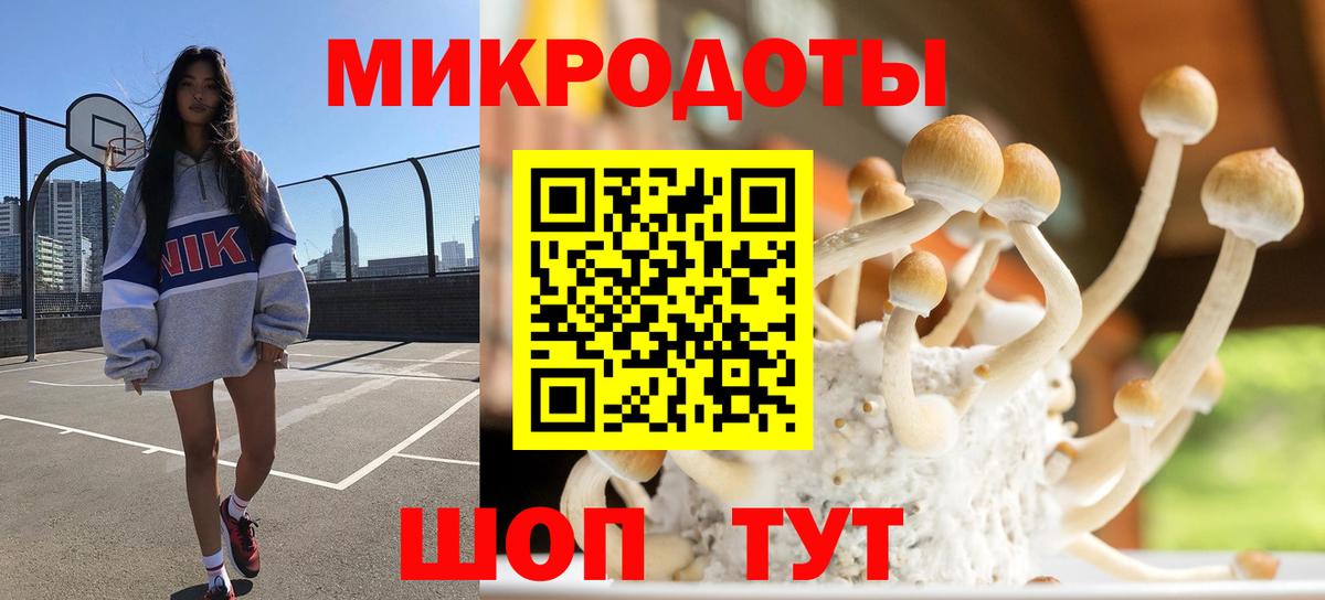 Псилоцибиновые грибы Psilocybe Можга